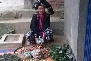 Bí kíp chữa bệnh gan hiệu quả bằng thuốc Nam người Dao