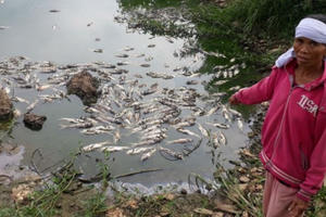 13 tấn cá chết bất thường, công an xã bị tố lộng quyền