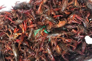 Hàng cấm nguy hại Trung Quốc tràn sang: Công văn hoả tốc, yêu cầu tiêu diệt Hàng cấm nguy hại Trung Quốc tràn sang: Công văn hoả tốc, yêu cầu tiêu diệt