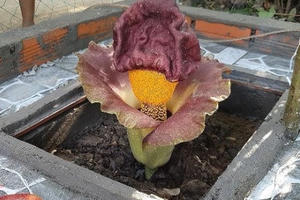 Sự thật bất ngờ về 'hoa thánh' ở Kiên Giang