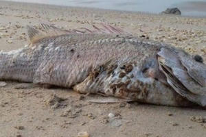 Phó Thủ tướng: Nghiêm cấm sử dụng, kinh doanh, tiêu thụ thủy, hải sản chết bất thường