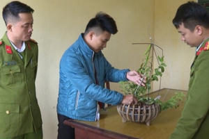 Phú Thọ: Dán keo 502 để "hô biến" phong lan thường thành đột biến để lừa cả tỷ đồng