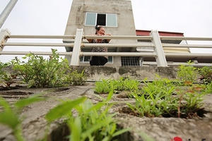 Trồng rau thay cỏ trang trí bờ kè: Hàng độc chỉ Hà Nội mới có