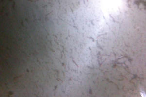 Ninh Bình: “Nước sạch” bị tố có cặn bẩn, giun đỏ và mùi hôi tanh nồng nặc