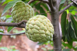 Lạng Sơn: Thu 1.000 tỷ từ những vạt na xanh mướt