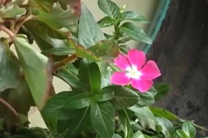 Những bãi rác được biến thành vườn hoa