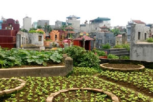 Hà Nội: Rau xanh mơn mởn mọc kín nghĩa địa