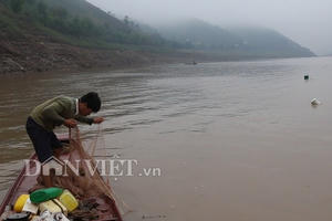 Nín thở theo dấu đàn cá ngon trên sông Đà