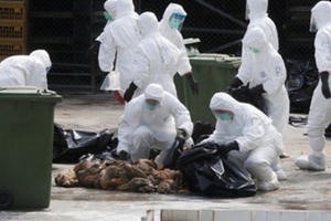 Chủng virus cúm A (H7N9) biến đổi độc lực