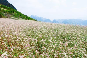 Kinh nghiệm phượt Hà Giang mùa tam giác mạch