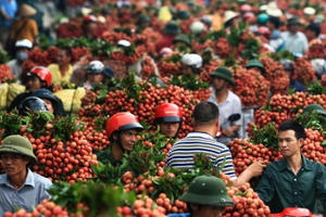 Giá vải thiều đạt ngưỡng 65 nghìn đồng/kg, Bắc Giang tiêu thụ gần 40.000 tấn