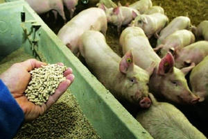 100% cơ sở chăn nuôi có dùng kháng sinh