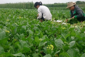 Về "soi" vùng rau sạch Vân Côn, Hoài Đức