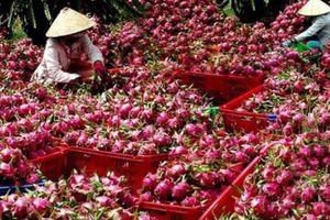 Bình Thuận vẫn tăng trưởng khá trong bối cảnh chịu tác động của COVID-19