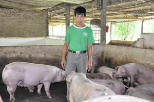 Giá heo hơi hôm nay 31/12: Một tuần giảm sốc 10.000 đồng/kg