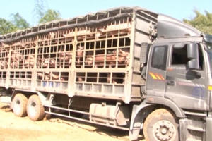 Cao Bằng: Bắt quả tang một cơ sở đang bơm “chất lạ” vào hàng trăm con lợn