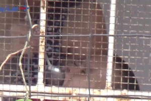 Hà Nội: Nghi vấn “bảo mẫu” U60 bạo hành trẻ khi cho ăn