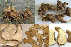 Chiến lược dược liệu