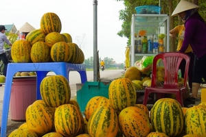 Ninh Bình: Thơm ngọt dưa bở vào mùa