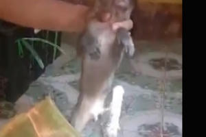 Nghệ An: Bắt xe khách vận chuyển 8 cá thể khỉ đang sống đến nơi tiêu thụ