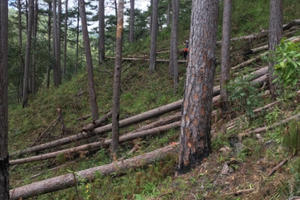 Xác định nhóm đối tượng triệt phá hàng loạt cây thông ở Lâm Đồng