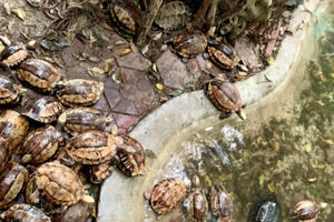 Vườn quốc gia Vũ Quang tiếp nhận 44 cá thể rùa nguy cấp quý hiếm từ người dân