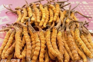 Sự thật về 'Đông trùng Hạ thảo' - Một vụ đại lừa đảo?