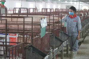 Giá lợn hơi đang tăng nhẹ, cả nước ngóng vụ Tết