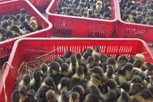 Kiểm soát tốt dịch tễ trên gia súc gia cầm