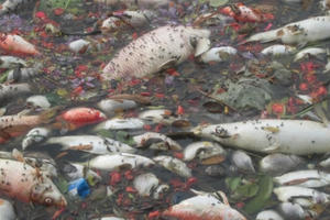 Nam Định: Cá chết hàng loạt tại hồ Truyền Thống Nam Định: Cá chết hàng loạt tại hồ Truyền Thống