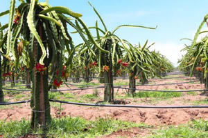 Sau đàn bò nghìn tỷ, bầu Đức sắp chuyển sang nuôi lợn?