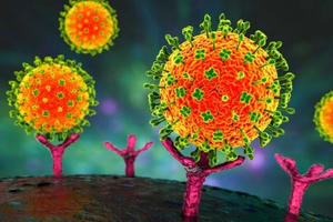 Ngành Y tế TP HCM tăng cường giám sát, chủ động phòng chống bệnh do virus Nipah