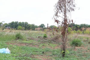 Đồng Nai: Đừng để “Tết trồng cây đời đời nhớ ơn Bác” trở thành hình thức