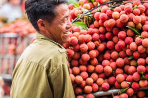 Trái vải xuất khẩu sang Nhật sẽ được giám định trực tuyến