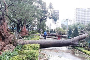 Ngổn ngang sau bão số 5