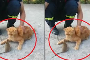 Clip: Cười ngả nghiêng với chú mèo ăn chay, nói không với chuột Clip: Cười ngả nghiêng với chú mèo ăn chay, nói không với chuột