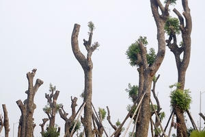 Những cây xà cừ cổ thụ sau khi bị di dời hiện sống hay chết?