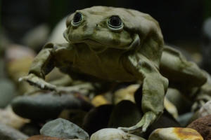 10.000 con ếch quý hiếm chết bất thường ở Brazil