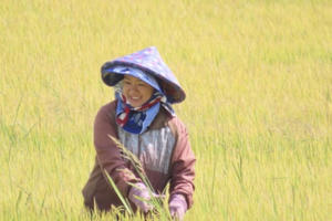 Mùa vàng trên cao nguyên xanh Mùa vàng trên cao nguyên xanh