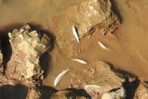 Thanh Hóa: Cá chết dọc sông Bưởi nghi do nhiễm