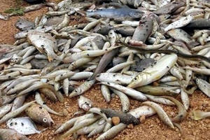 Phó Thủ tướng yêu cầu làm rõ nguyên nhân hải sản chết bất thường