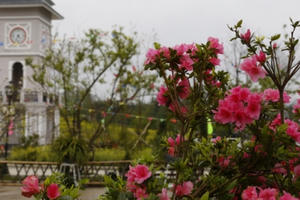 Tận mắt ngắm mùa hoa tràn về Fansipan