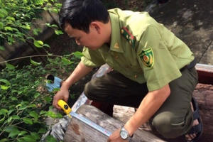 Đắk Nông:  Bắt giữ xe chở 17m3 gỗ lậu