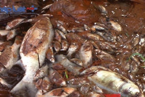 Khu Công nghiệp Phố Nối A, Hưng Yên: Dân lao đao vì ô nhiễm môi trường