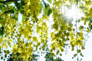 Ngắm Muồng Hoàng Yến rực vàng trên mảnh đất Điện Biên