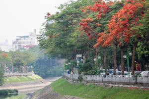 Phố phường Hà Nội rạo rực 'mùa phượng cháy'