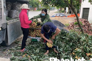 Cả hệ thống cùng vào cuộc, nông sản được giá người dân Bắc Giang mừng vui