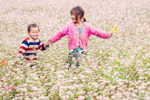 Sống như những đóa hoa Tam giác mạch