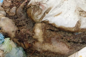 Hà Nam: Báo động tình trạng "tẩu tán" lợn chết ra môi trường Hà Nam: Báo động tình trạng "tẩu tán" lợn chết ra môi trường