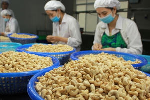 Xuất khẩu hạt điều mang về 1,24 tỷ USD trong 5 tháng đầu năm